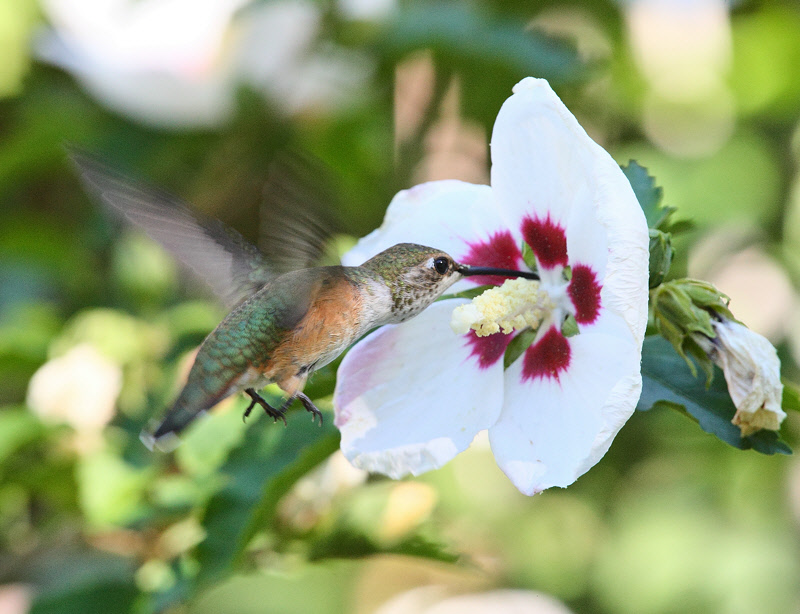 Rufous Hummingbird Feeding #2544
