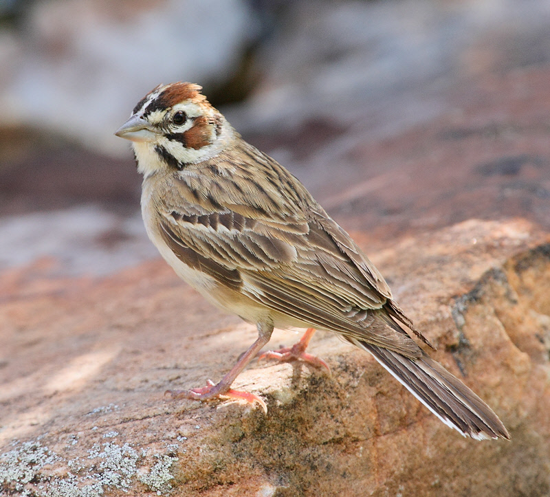 Lark Sparrow #5127