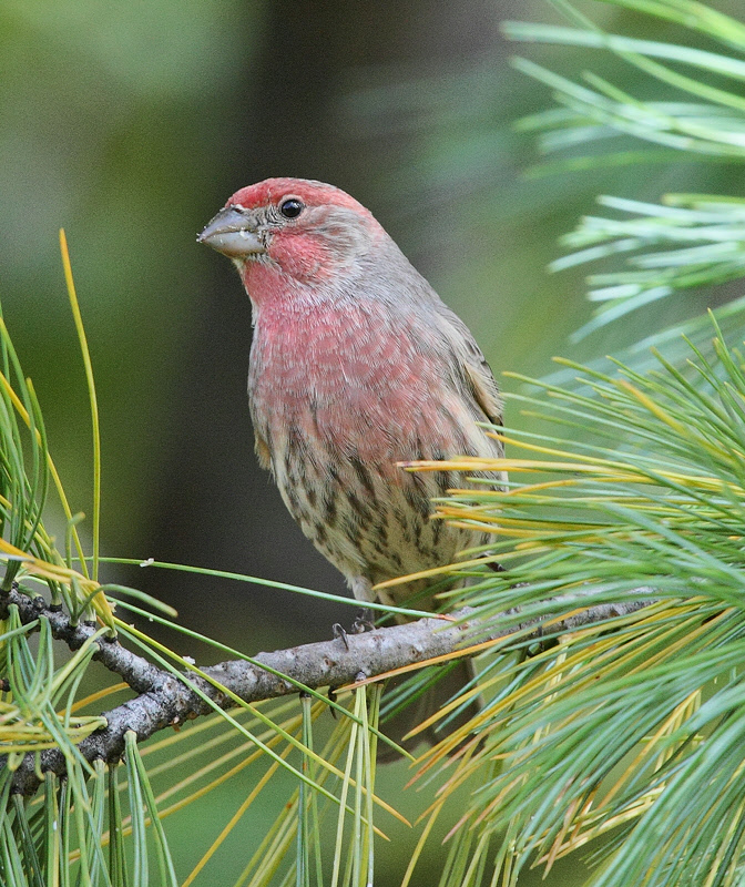 House Finch #4371