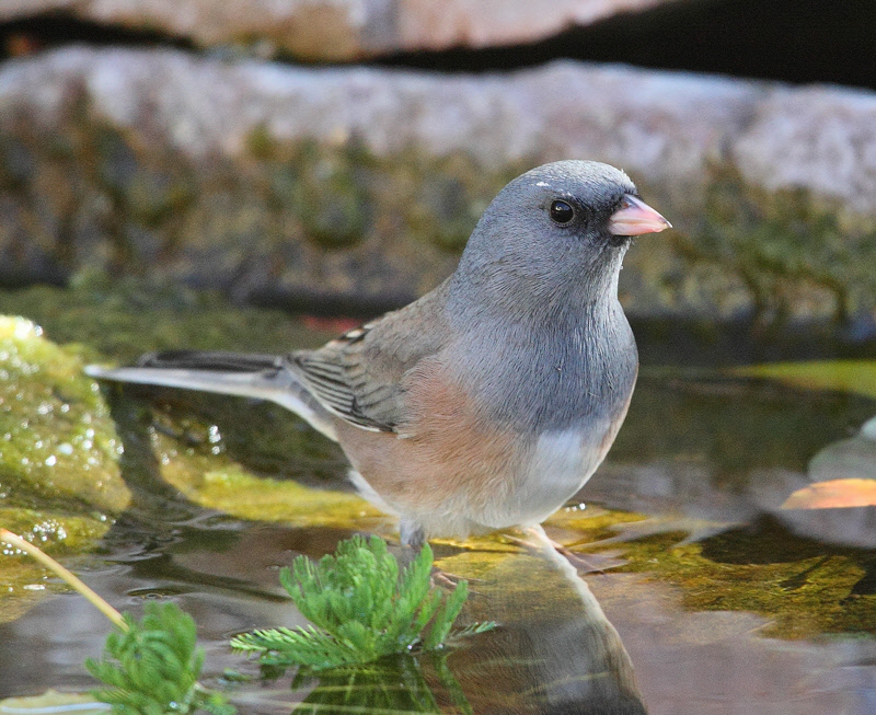 Pink-sided Juncos (Junco hyemalis mearnsi)