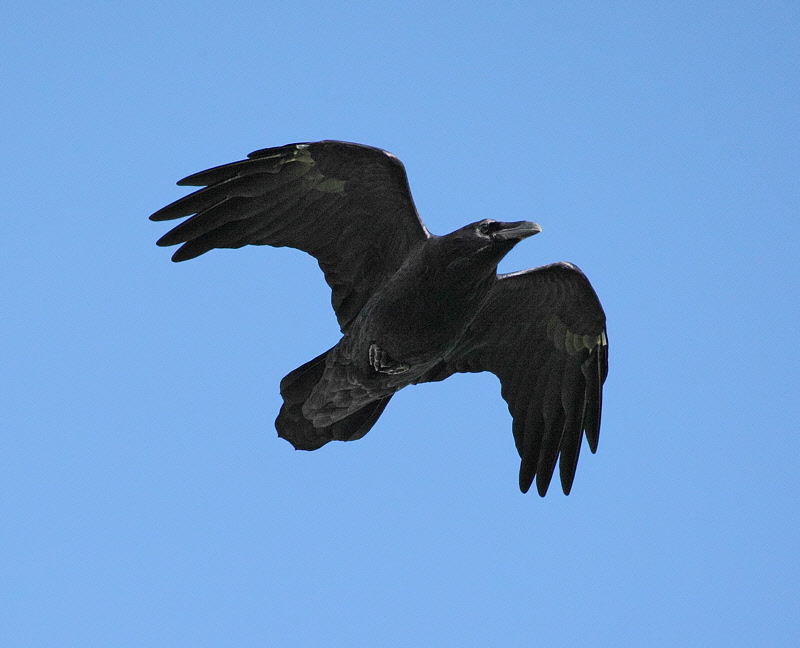 Common Raven #6261