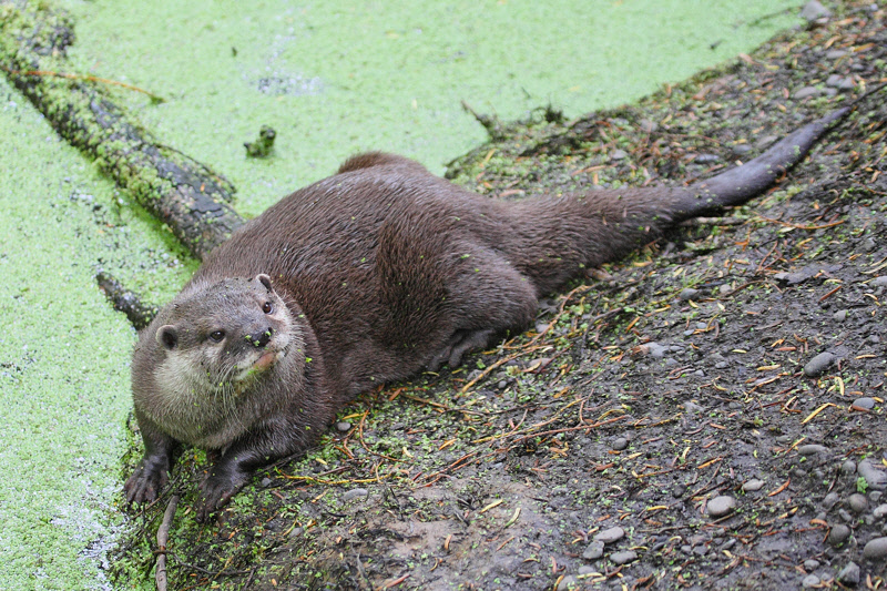 Asian small-clawed Otter at Willowbank (6775)