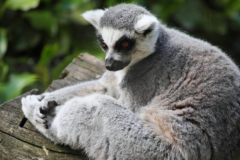 Lemur at Willowbank (6801)