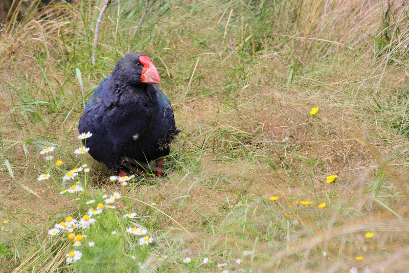 Takahe at Willowbank (6831)