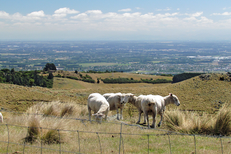 Sheep Grazing above Christchurch (0052X)
