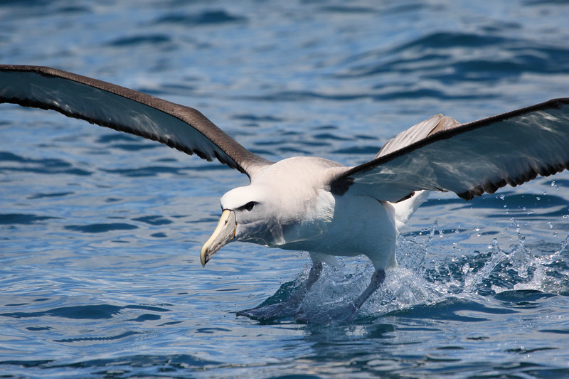Salvin's Albatross landing (7626)