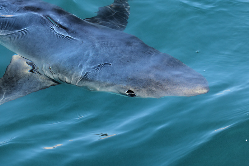 Blue Shark arrives for a snack (7856)