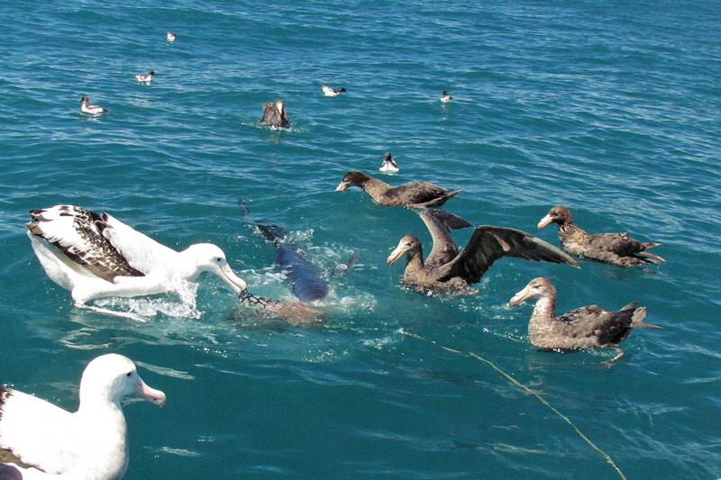 Fighting Over Fish Liver (0280X)