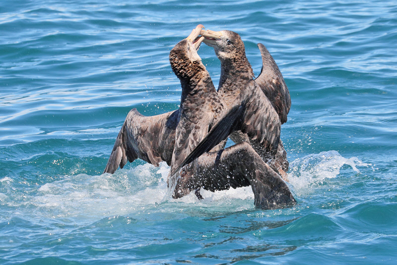 Two Northern Giant Petrels Fighting (7947)