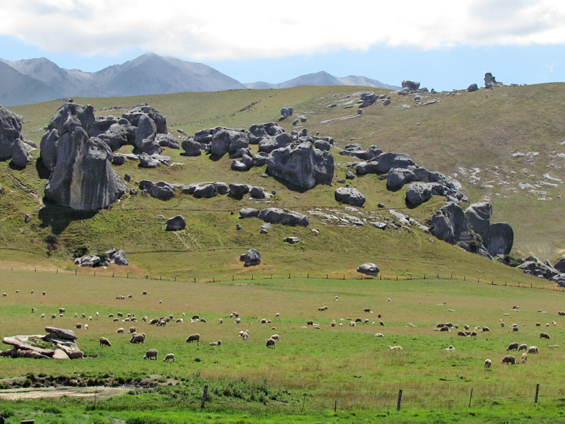 Sheep in Paddock below Castle Hill (0321X)
