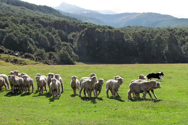 Tess Gathering some Sheep (0353X)