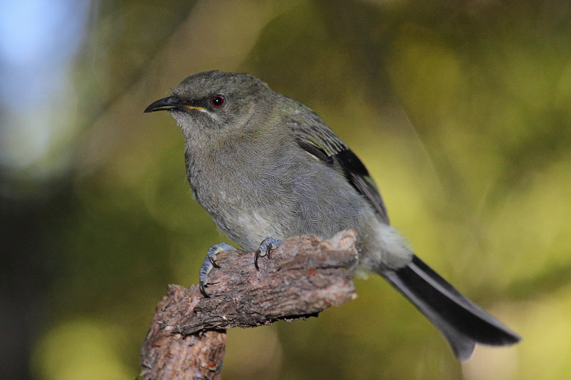 Bellbird (8234)