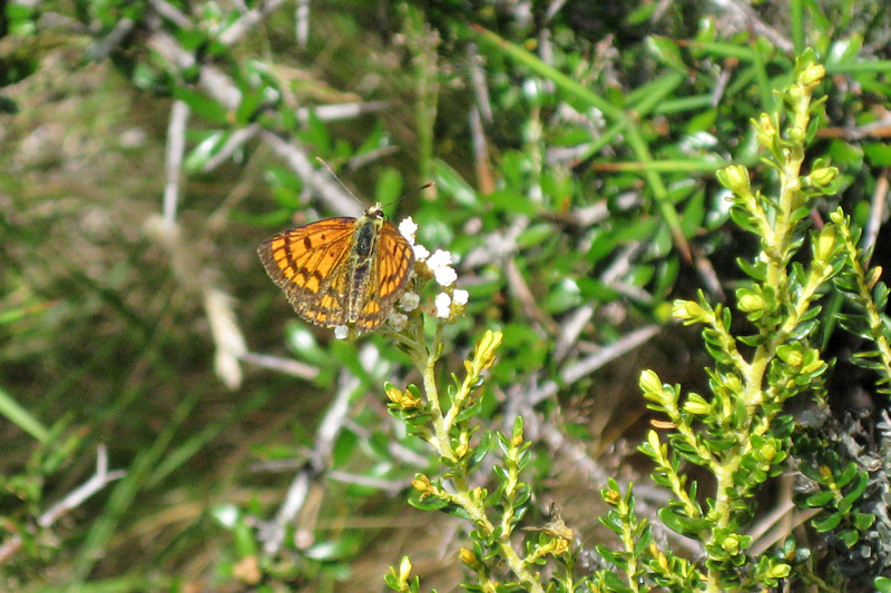 Common Copper Butterfly (Lycaena salustius) (1082L)