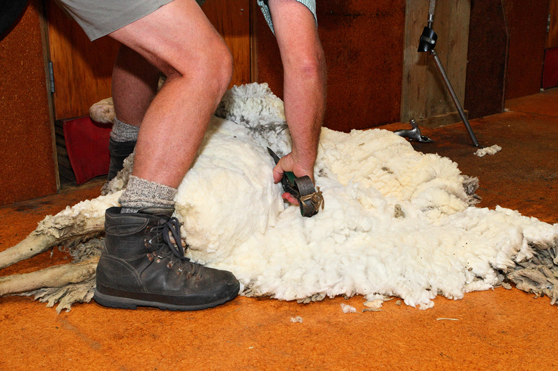 Shearing by Hand (8306)