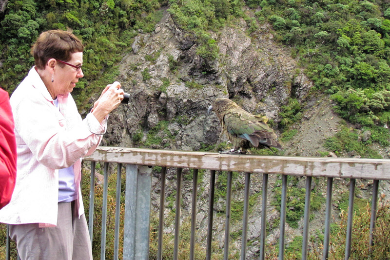 Photographing the Kea (0420X)