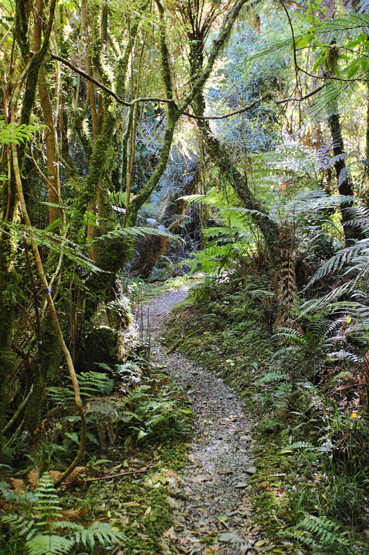 Forest Walk at Lake Moeraki Lodge (8503)