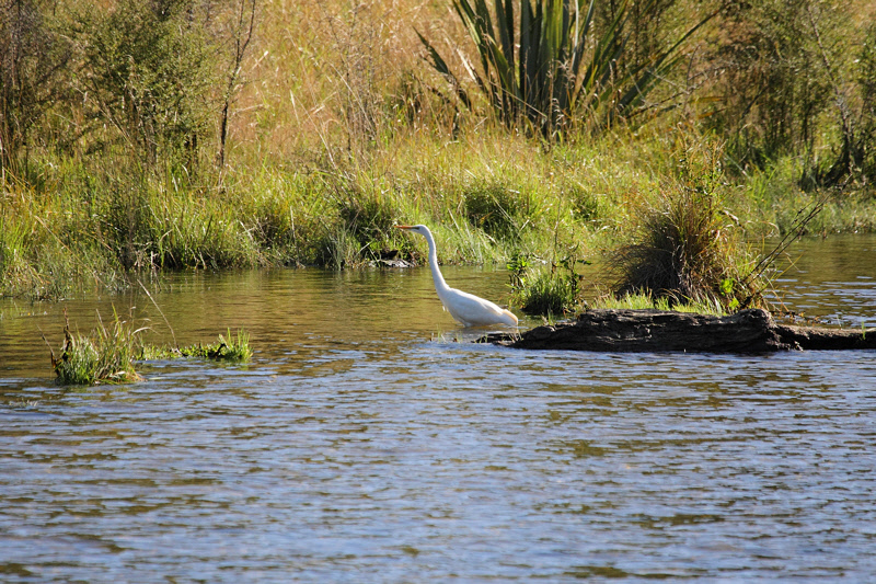 White Heron on the Moeraki River (8515)