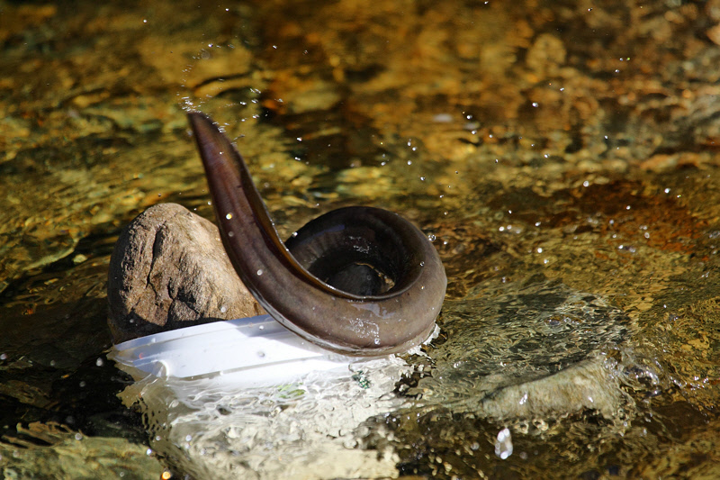 NZ Eel takes the bait (8525)