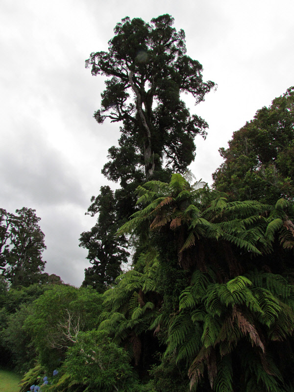 An Old Rimu Tree (0462X)