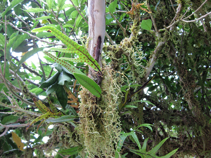 Mosses on a Tree (1114L)