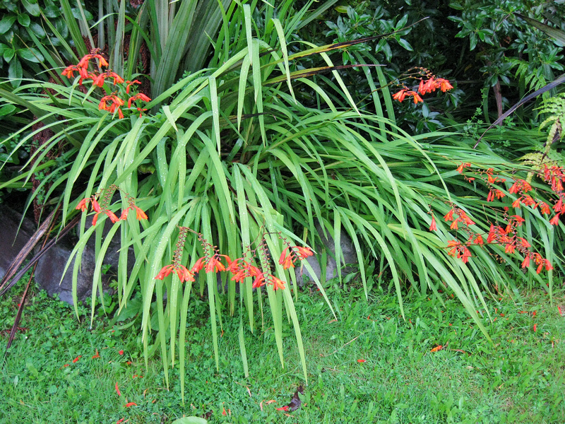 Chilean Flame Flowers (1122L)