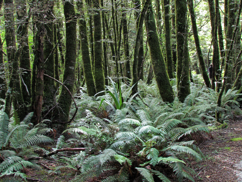 Ferns on the Forest Floor (0520X)