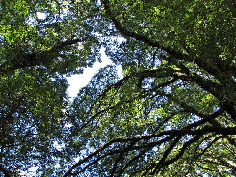 Forest Canopy on Blue Pools Walk (0528X)