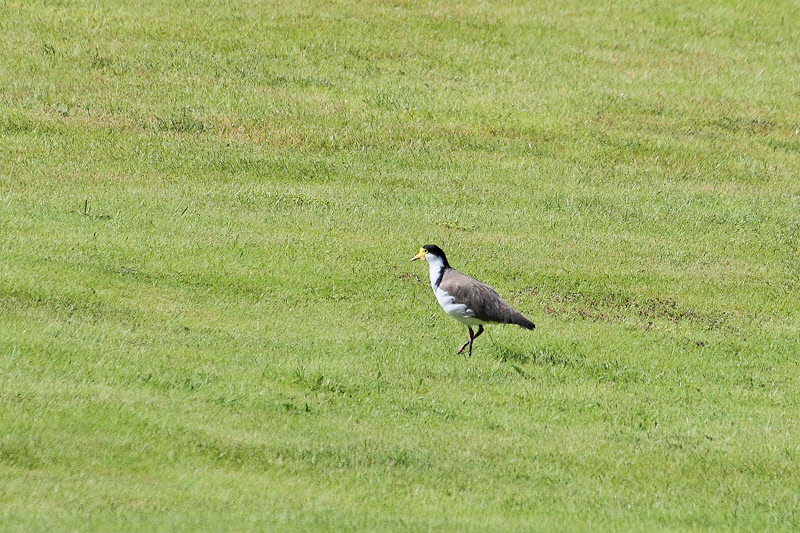 Spur-winged Plover (8854)