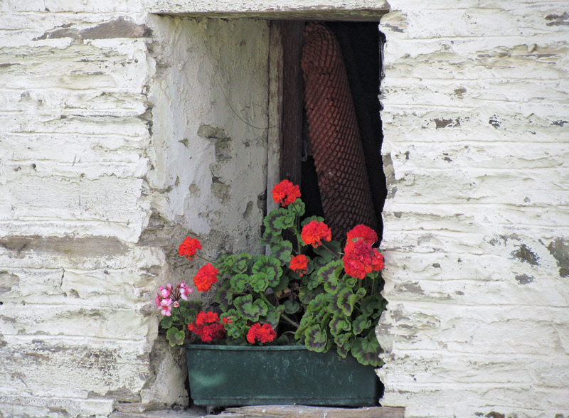 Geraniums in the Shed Window (0566X)