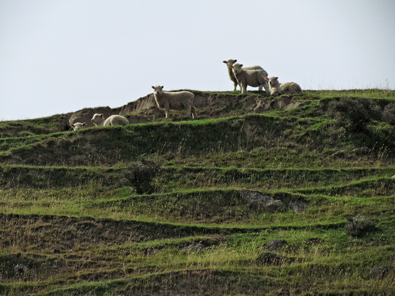 Sheep on a Hillside (0568X)