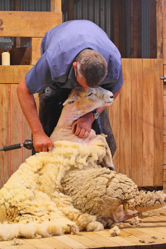 Shearing a Sheep (9024)