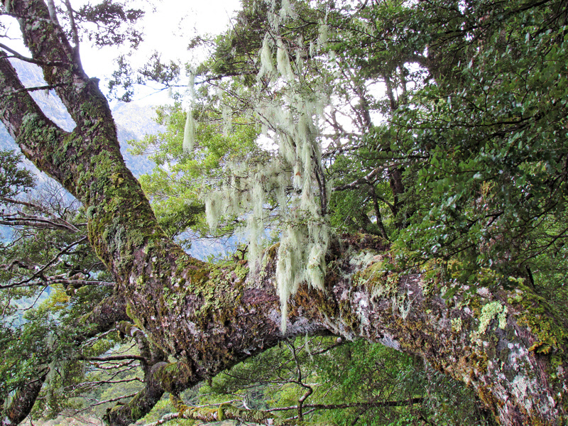 Mosses and Lichens at Mirror Lake (0596X)