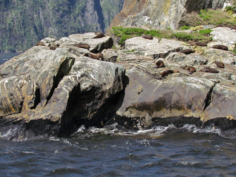 Fur Seals on the Rocks (0659X)