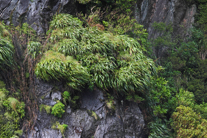 Lush Vegetation along Cliff Walls (9218)