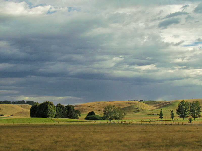 Pastureland in NZ Southland (0724X)