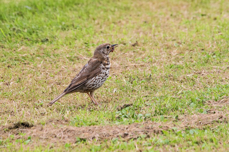 Song Thrush gets the Worm (9293)