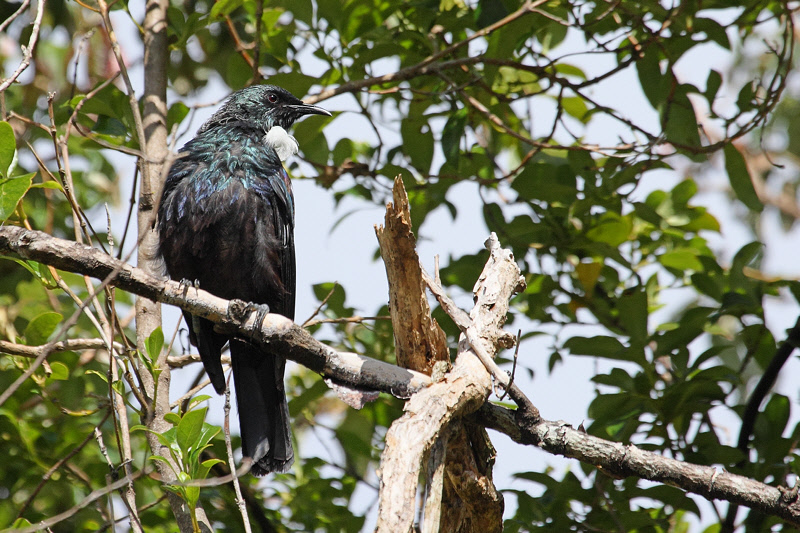 Tui in a Tree (9493)