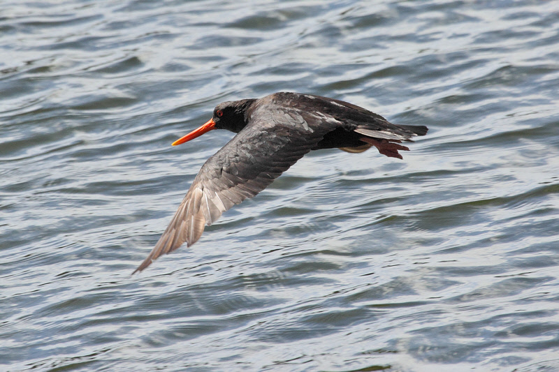 Variable Oystercatcher (9515)