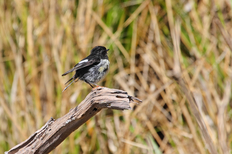 Tomtit on Ulva Island (9536)