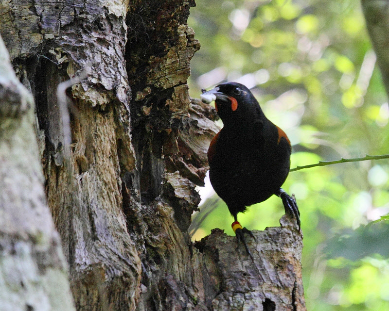 South Island Saddleback (9606)