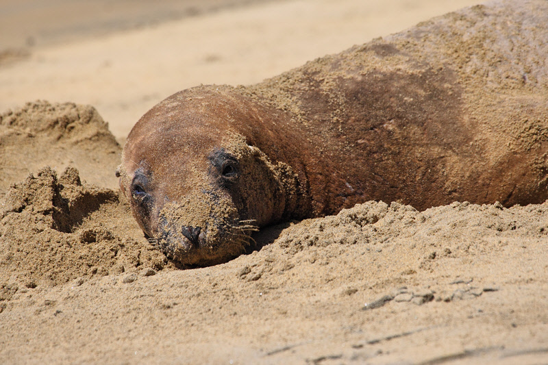 Sea Lion on Sydney Cove Beach (9673)