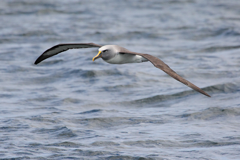 Buller's Albatross (mollymawk) (9705)