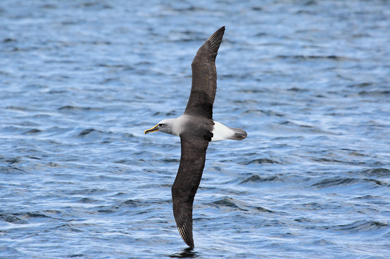Buller's Albatross with Wing in Water (9859)