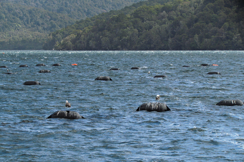 Commercial Mussel Farming (0863X)