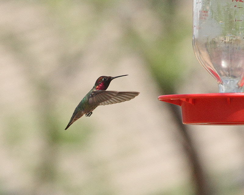 at Ash Canyon B&B, Sierra Vista, AZ