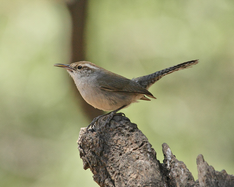 Bewick's Wren (9986)