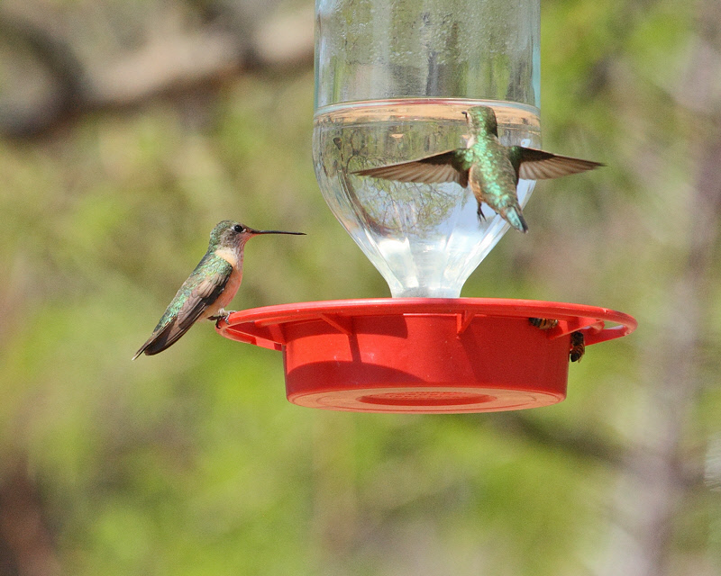 Black-chinned Hummingbrd (female) (9865)