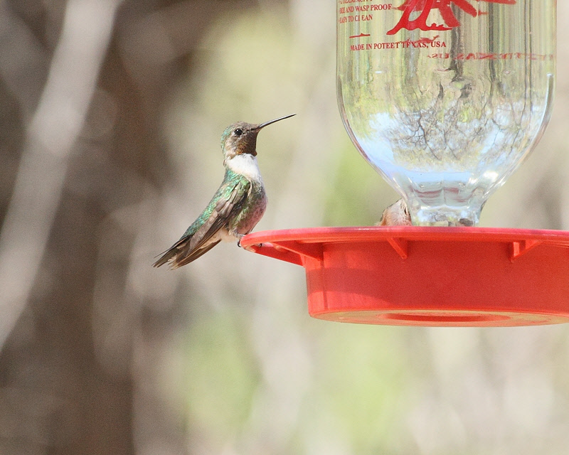 Broad-tailed Hummingbird (maybe) (9807)