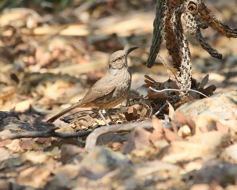 Curve-billed Thrasher (9928)