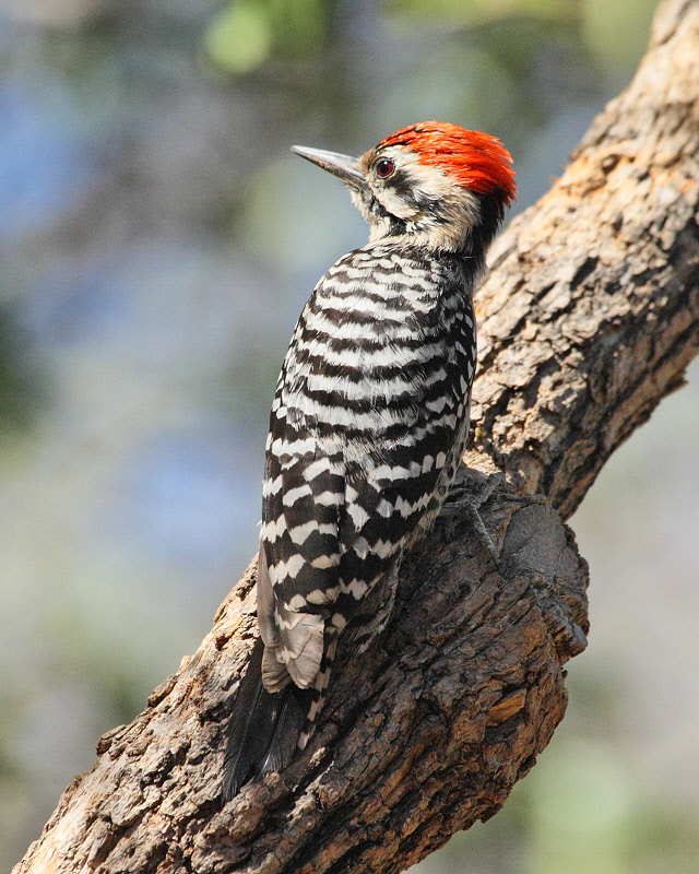 Ladder-backed Woodpecker (9749)